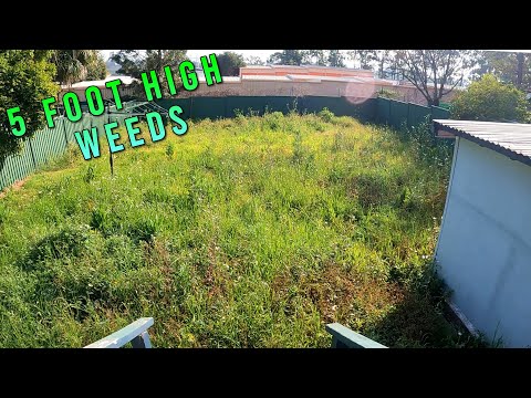 OVERGROWN Long Grass Has NOT Been Mowed In 5 YEARS | Oddly Satisfying Lawn Transformation