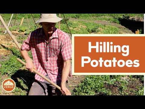 Hilling Potatoes for Maximum Yield