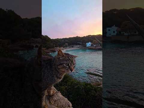 Cala Gat 🩵 Cala Gato 🐈‍⬛ Cala Ratjada 🩵 Mallorca 🏝  #cat #mallorca #majorca