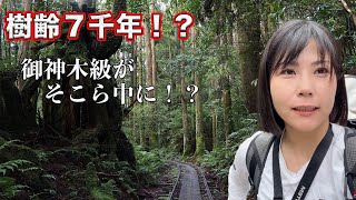 The real “Princess Mononoke” forest  | Yakushima, Japan |   Jomonsugi trail [solo]