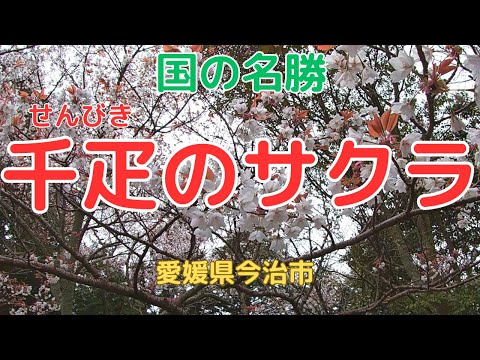 【千疋のサクラ】長慶天皇も見た？南北朝時代の伝説を今に伝える「四国の吉野」【愛媛県今治市】