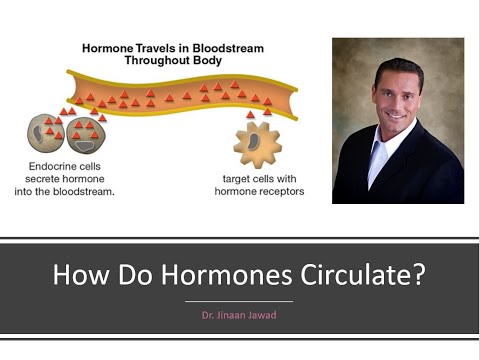 How  Hormones Travel Throughout The Body?