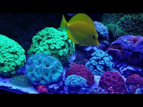 - Tony Nguyen Mature 400 gallon reef tank