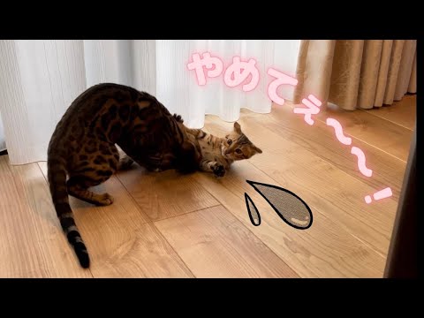 やはり勃発！先住猫と新入り猫【2日目〜5日目】