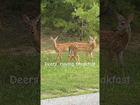 Deers Having Breakfast #nature #deer #animals #wildlife #travel #animal #trending #forest #music