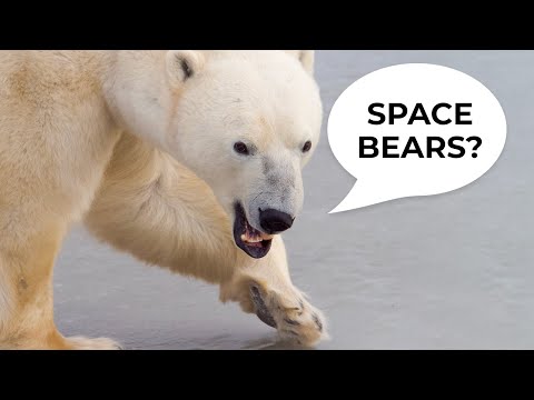 Space Bears? | Tundra Connections