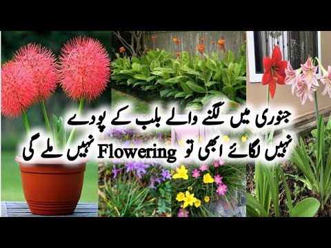 Best Flowering Bulb Plants To Grow In January/February/Winter Bulb Flowers/Permanent Bulb Plants