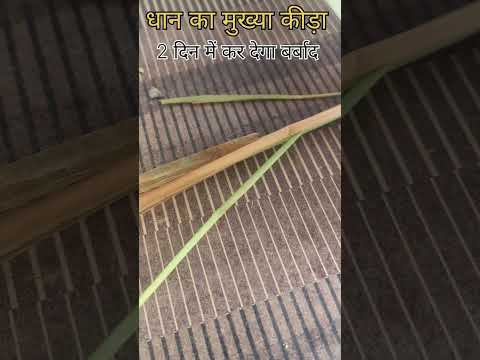 धान की फसल  में कीड़ा #trending #वायरल #धान का कीट #तना छेदक #trending #tej kisan #Kisan Mitra