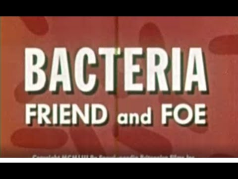 Bacteria: Friend and Foe 🦠 #bacteria