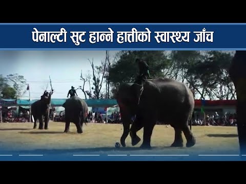 हात्तीको पेनाल्टी सुट र मिष्ठान्न भोजन - NEWS24 TV