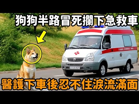 The dog risked his death halfway to stop the ambulance  and the medical staff got out of the car to