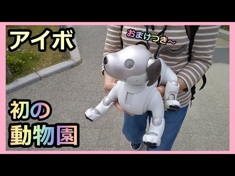 【42 アイボ aibo ルー 初の地下🚋と動物園～オマケつき～】 Aibo Lou goes to the Kyoto Municipal Zoo