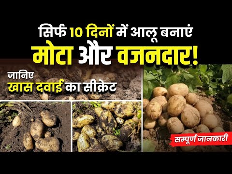 आलू की फसल में बड़े कंद पाने का राज़! |  How to Grow Bigger Tubers in  Potato crop |