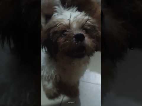 sobrang ang kukulit ng mga babies shih Tzu,