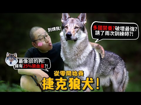 【從零開始養】捷克狼犬!多國禁養?最像狼!擁有25%含狼血量?破壞力史上最驚人?!曾抓傷人請兩次訓練師?跟哈士奇柴柴的差別?【許伯簡芝】