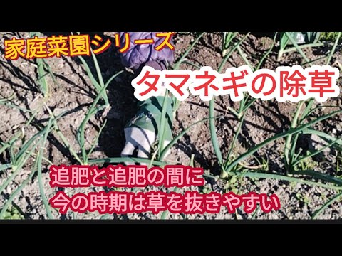 【タマネギの除草】この時期はベスト【家庭菜園シリーズ】