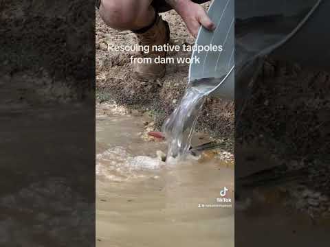 Rescuing native tadpoles