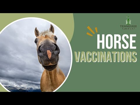 Everything You Need to Know About Horse Vaccinations