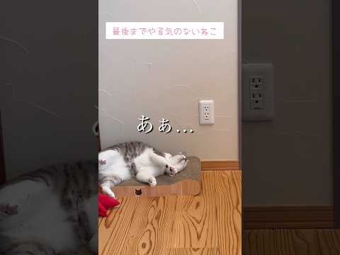 最後までやる気のないねこ #ねこ動画 #cat #保護猫 #子どもと猫 #ことねこくらし #やる気のないねこ #ケリケリ