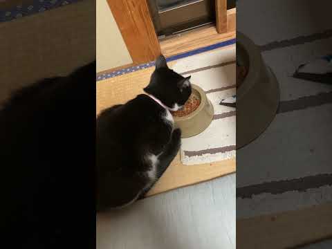 夜食をたしなむニャンコ。 #高評価 #cat #ショート #にゃん #ねこ動画 #ねこ #ねこねこ #ネコ動画 #にゃー