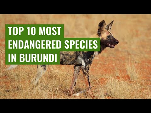 Top 10 Most Endangered Species in Burundi