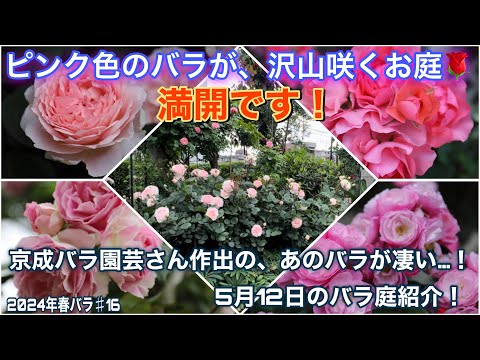 京成バラ園芸さん作出の、あのバラが凄い…！ピンク色のバラが沢山咲くお庭が満開です🌹5月12日のバラ庭紹介！【バラ庭】