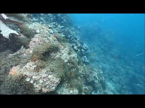 大量斃死跡2024.10.5山口県周防大島町「ニホンアワサンゴ群落」