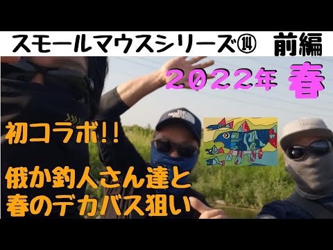 【川スモールマウスバス釣り　シリーズ⑭　俄か釣人さんコラボ前編】春スモールが大好きな沈み蟲でデカバスゲット♪ spring smallmouth bass