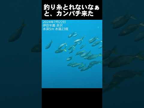 様子を見に来たカンパチ #水中映像 #カンパチ @aquaticpro