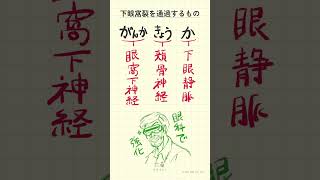 下眼窩裂を通過するものの語呂合わせ～20秒で国試対策～