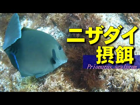 [ Scalpel sawtail ] Crazy about seaweed / Prionurus scalprum