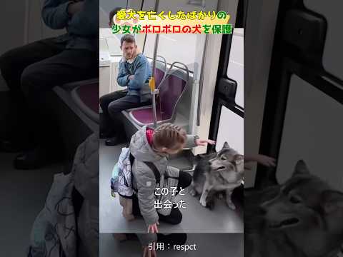 愛犬を亡くしたばかりの少女がボロボロの犬を保護#dog#shorts#respect #rescue #犬#捨て犬