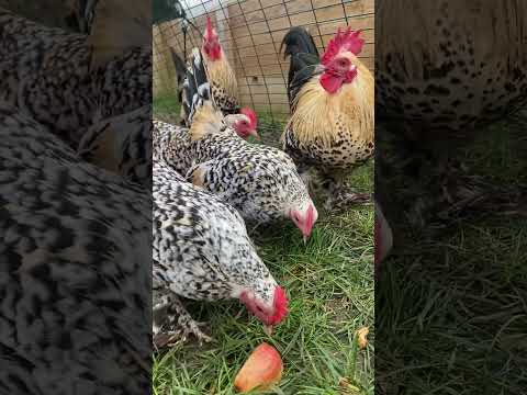 An apple a day keeps these little sablepoot bantams very happy 😍 #chickenvideo #shorts