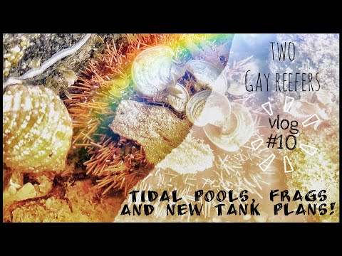 Tidal Pools, Frags and New Tank Plans!