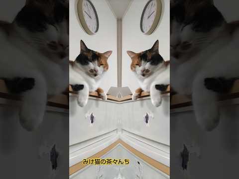 分身できた？猫　#猫のいる暮らし #funny#三毛猫#cutecat