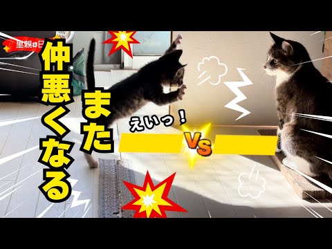 【壮絶なバトル‼️】溝で泥だらけの子猫がせっかく仲良くなったと思ったのに⋯/トトちゃん取り憑かれた猫になる13-14日目の成長記録