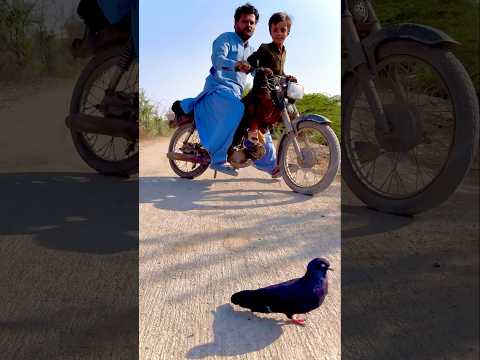 Kabootar ko bike 🚲 se bachaya azaad kiya 😘😍❤️bujbaan ka kyal rakho #shortvideo #shorts