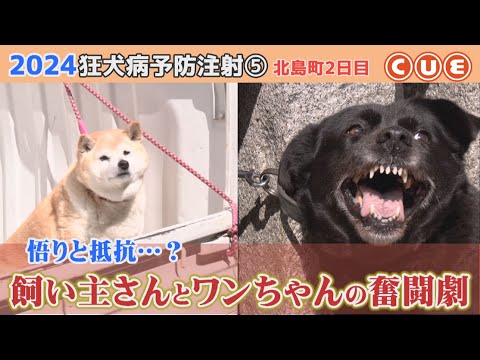 2024狂犬病予防注射　北島町でひっそり行われたワンコたちの戦い⑤