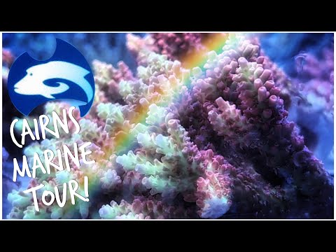 Cairns Marine Australia | Incredible Fish and Coral Facility Tour