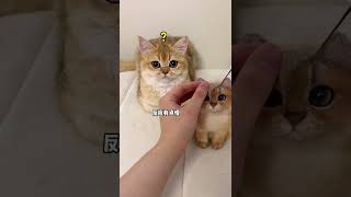 【牛奶是只猫】猫毛出在猫身上😂