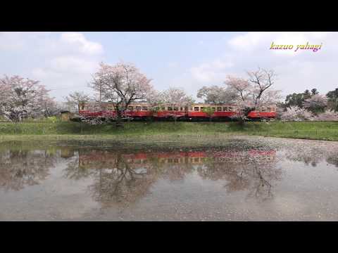 小湊鐵道 菜の花盛り 2018年4月