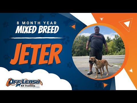 Mixes Breed,8 Months Old, Jeter | Best Dog Trainers Northern VA,  | Off Leash K9