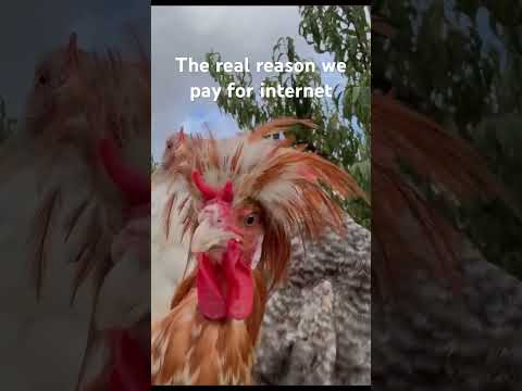 Improve society? Nah man; roosters. #shorts #funny #lol #music #farming