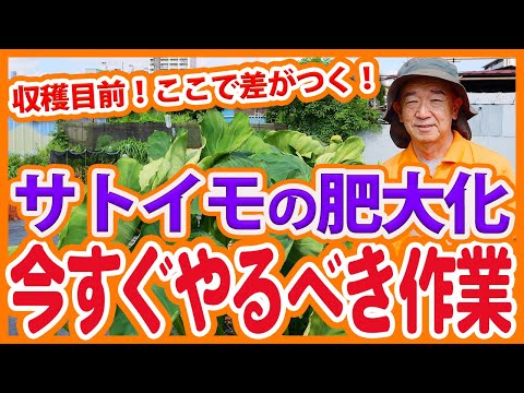 家庭菜園や農園で収穫直前のサトイモ栽培！イモを肥大化し収量を増やす作業！サトイモの芽かきとアブラムシ対策を徹底解説！【農園ライフ】