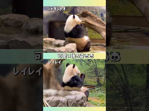 【シャオレイの可愛い後ろ姿🐼🐼】