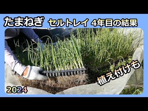 【タマネギ セルトレイ4年目の苗結果と植付け 2024冬】今年は太すぎ💦