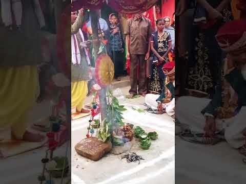 #short #shortsvideo #binjhiya_tribe_sadi_cg #wedding_special