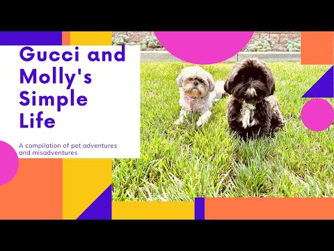 Gucci and Molly's Simple Life