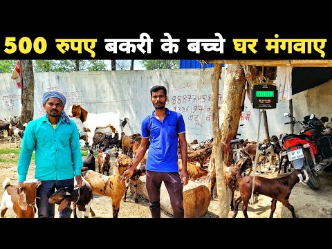 सिरोही, अजमेरी, गुजरी, सोजत  बीटल सभी बकरी मिलेगी | Goat for sale | bakra mandi 2023