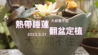 家庭蓮、荷種植EP4 - 熱帶系睡蓮的翻盆與定植 2023.3.31